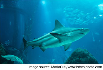 Doglapan - Lessons Shark Tank Judges Can Teach You in Investing