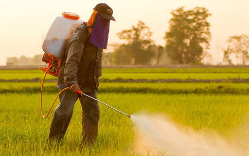 Why India Pesticides Share Price is Falling