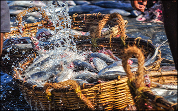 3 Seafood Stocks to Watch Out for in 2026